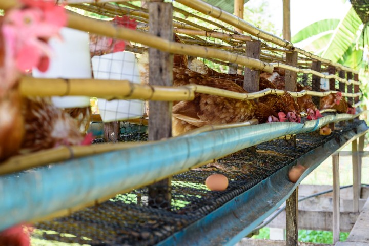 Small Scale Poultry Farm in Nigeria