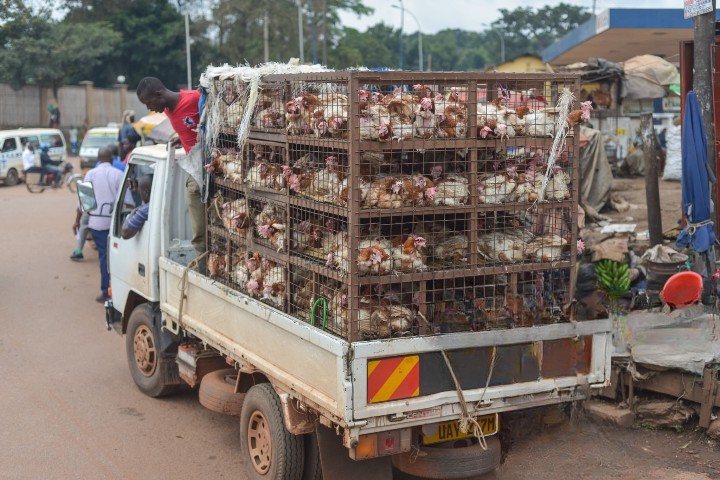 Small Scale Poultry Farm in Nigeria