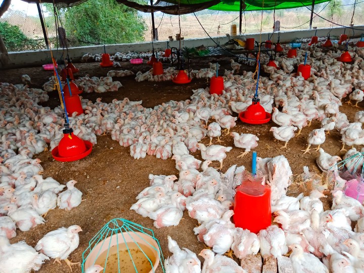 Small Scale Poultry Farm in Nigeria