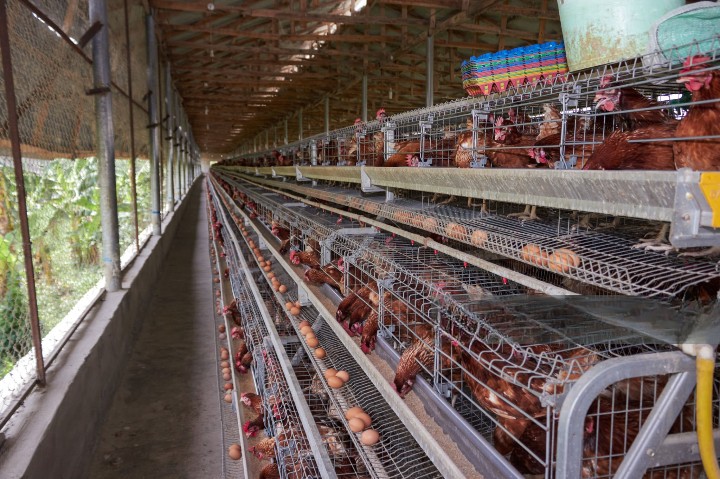 Small Scale Poultry Farm in Nigeria