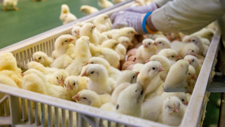 Small Scale Poultry Farm in Nigeria