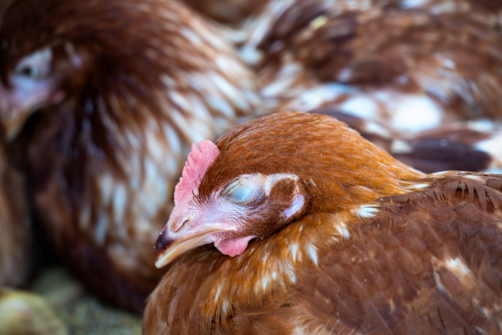 Small Scale Poultry Farm in Nigeria