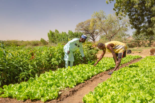 agricultural opportunities in nigeria