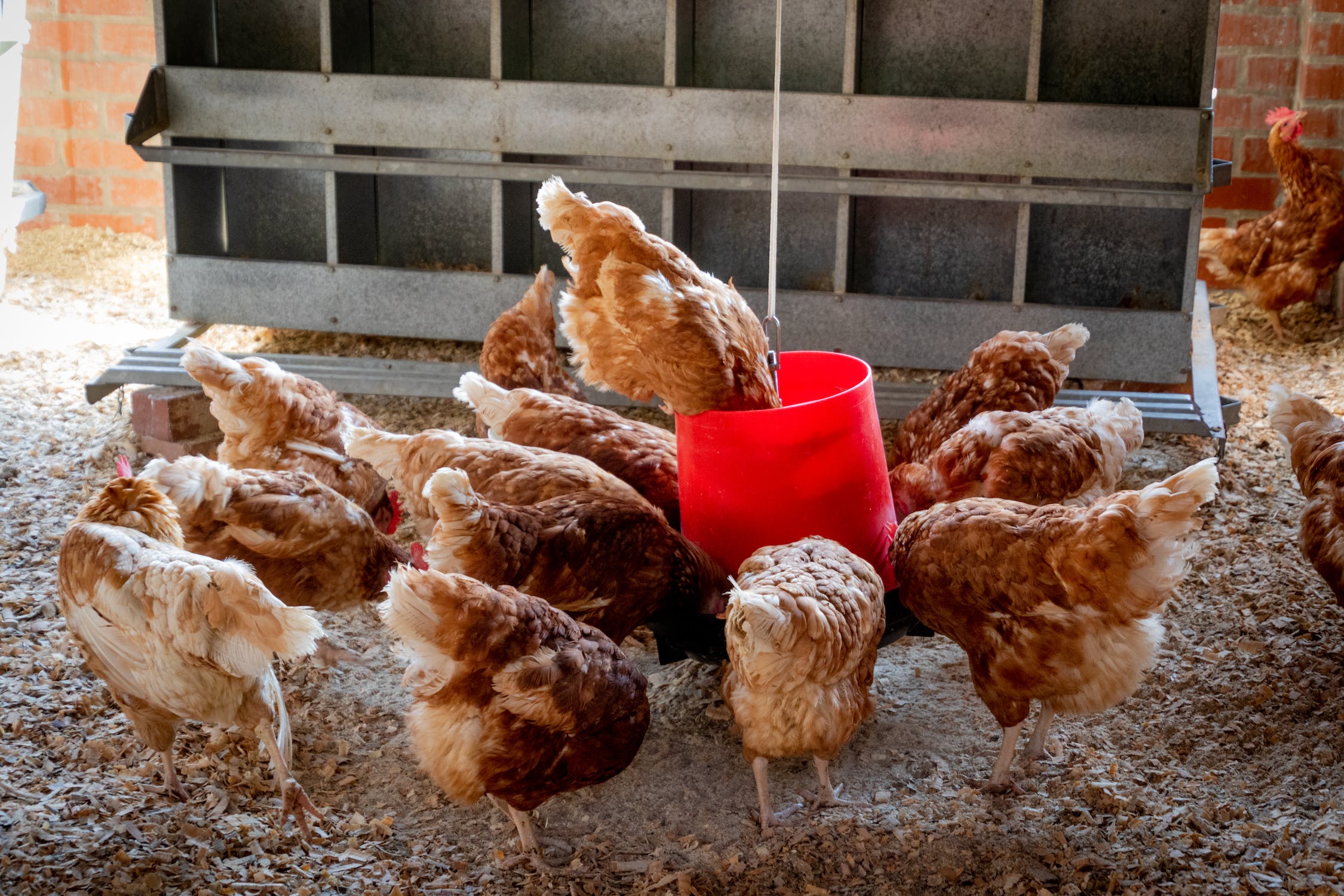 How To Start a Small Scale Poultry Farm…