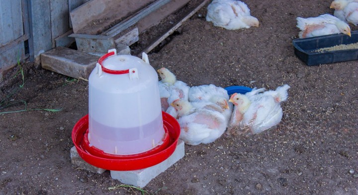 How to Produce Your Own Chicken Feeds