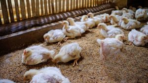 how to choose your broiler bird for optimal performance