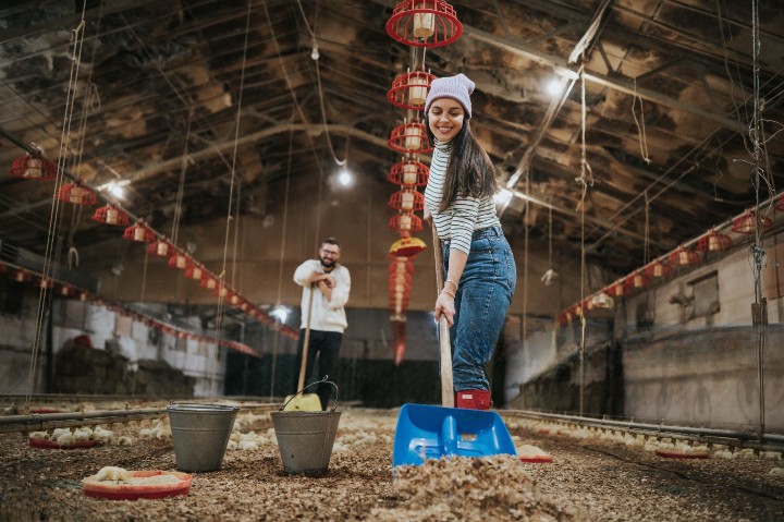 Small Scale Poultry Farm in Nigeria