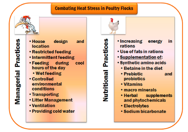 heat stress in poultry