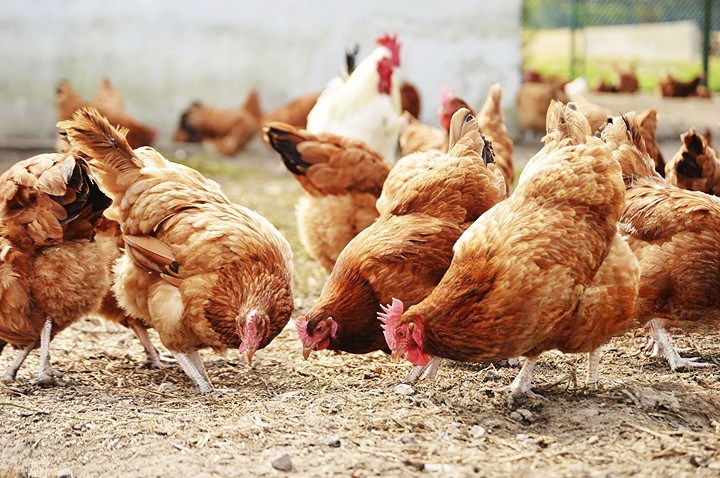 poultry litter management