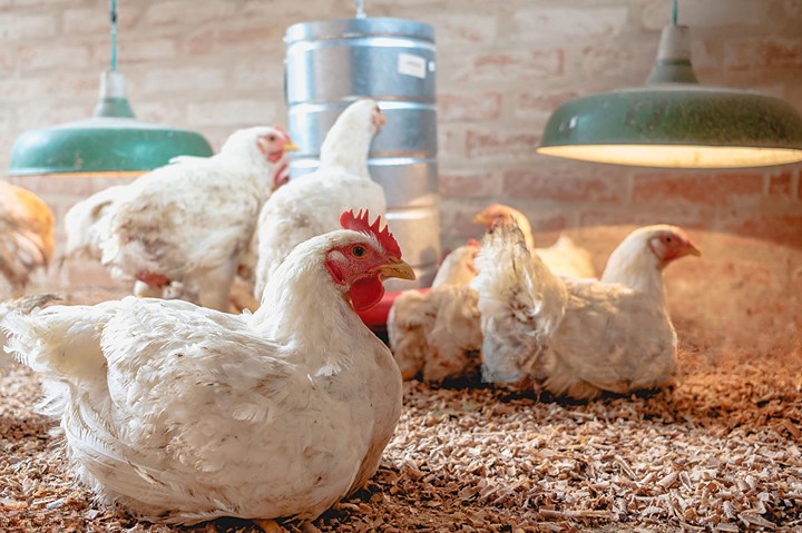 poultry litter management