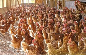 heat stress in poultry birds