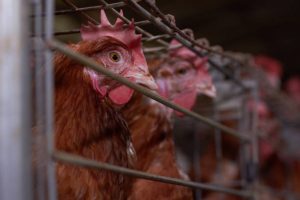 problems of poultry production in nigeria