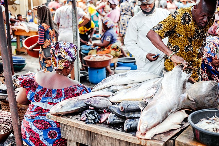 Fish Farming Business in Nigeria