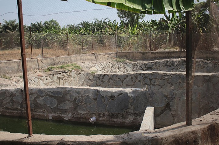 Fish Farming Business in Nigeria