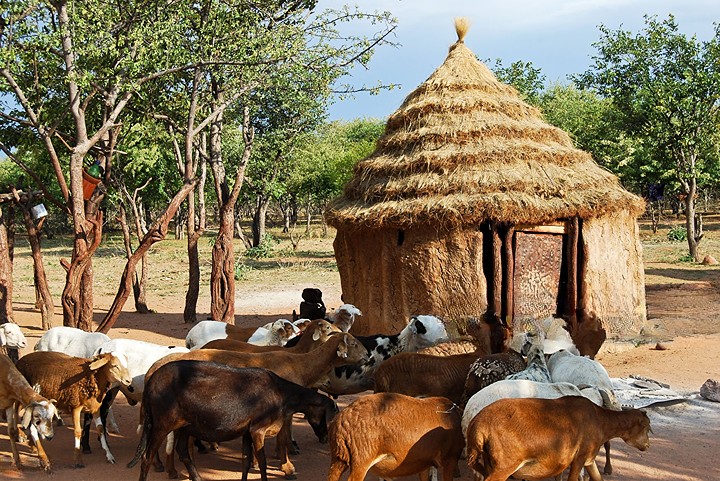 Common Diseases in Sheep and goats