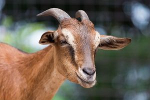 Common Diseases in Sheep and goats