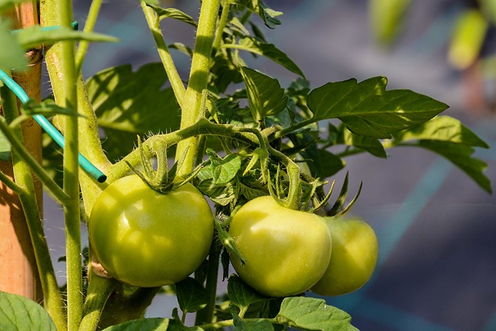 How To Successfully Grow Tomatoes in Your Backyard Garden