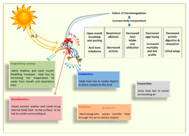 heat stress in poultry