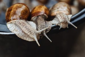 practical snail farming for beginners