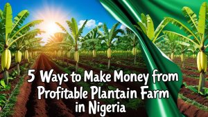 plantain farm in nigeria