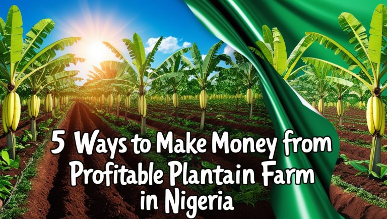 plantain farm in nigeria